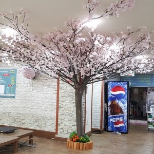 대전 한식전문점 조화 벚꽃나무