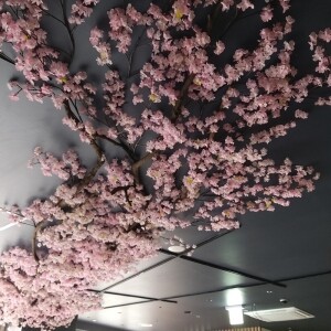 가산동 일식전문점 천정 벚꽃나무 시공
